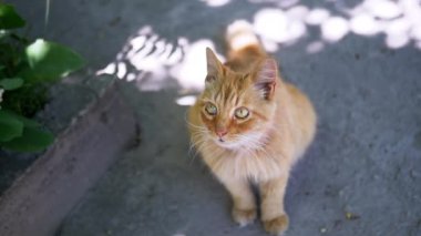 Tüylü kızıl bir kedi bahçede yerde oturur ve yaz günü merakla etrafına bakar..