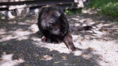 Gösterişli siyah bir kedi, bir ağacın benekli gölgesinde titizlikle kendini tımar eder. Bir anlık kedi temizliği ve özen..