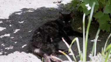 Bir kara kedi, bir çalılığın gölgesinde huzur içinde dinlenirken yaz güneşinden dinlenir. Rahat duruşu ve dikkatli bakışları huzurlu bir bahçe sahnesi yaratır..