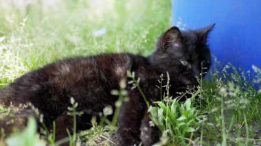 Tembel bir kara kedi yaz gününün tadını çıkarır, çimenlerde uzanır ve kürkünü tımar eder. İlahi sahne, evcil hayvanlar ve doğayla ilgili projeler için mükemmel bir huzur ve rahatlama hissi veriyor..