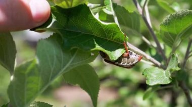 Bir Mayıs böceği bir elma ağacının dalında oturur. Meyve ağaçları. Yakın plan.