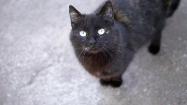 Büyüleyici turkuaz gözlere sahip kara bir kedi kameraya tarafsız gri bir arkaplana bakıyor. Bu yüksek açılı çekim kedilerin masum ve çekici bakışlarını vurguluyor..