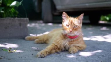 Kırmızı yakalı kızıl bir kedi, sıcak bir yaz gününde ağacın benekli gölgesinde teselli bulur. Bu huzurlu sahne kedi rahatlamasının özünü yakalıyor..