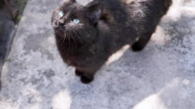 Siyah bir kedi güneşli bir kaldırımda duruyor, yukarı bakıyor ve dudaklarını yalıyor, dışarıda sakin bir yerde açlık ya da beklenti olduğunu gösteriyor..