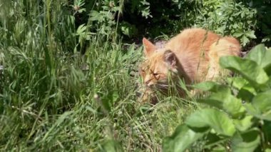 Ağır çekim. Bir kızıl kedi yeşil çimenlerde yatar. Ağızlığı çimenlerin arasında gizlidir. Kırmızı bir yakası var. Bahçede yaz günü.