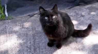 Çarpıcı mavi gözlü siyah bir kedi gri beton bir yüzeyde oturur, yukarı bakar ve kameraya miyavlar. Bu bir gizem ve bağımsızlık hissi uyandırıyor..