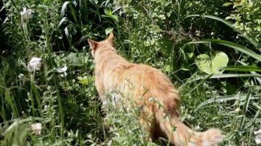 Kızıl bir kedi, uzun bir bahçenin çimlerine sığınır. Pembe yakası zar zor görülür. Bu görüntüler bir gizem ve sükunet hissi uyandırıyor. Bir kedi dinginliği anı yakalıyor..