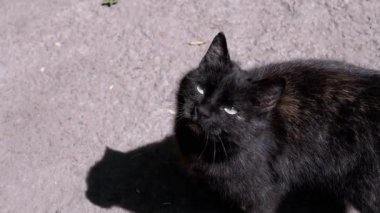 Yeşil gözlü bir kara kedi, güven ve bağlantı gösteren bir insanın elinden yemek yemekten zevk alır. Bu iç açıcı sahne, insanlar ve hayvanlar arasındaki bağı yakalar..
