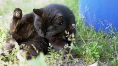 Bir kara kedi titizlikle çimenlerde kendini tımar eder, temizlik için doğal içgüdüsünü gösterir. Kediler dikkat çekti ve zarif hareketler huzur verici ve büyüleyici bir sahne yarattı. Bu...