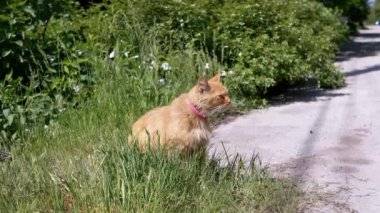 Pembe yakalı tüylü kızıl bir kedi yol kenarındaki çimenlerde oturur ve güneşli bir günde çevreyi izler..