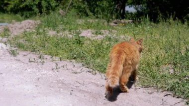 Kızıl bir kedi çimlerle çevrili toprak bir yolda yürüyor ve sonra çalıların arasında gölgede kayboluyor. Bu sakin görüntü bir kedi merakı anını yakalıyor..