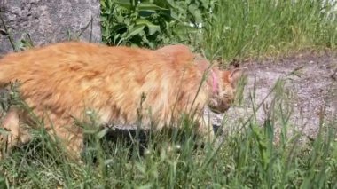 Kızıl bir kedi canlı bir bahçede geziniyor, bitkileri kokluyor ve çevresini keşfediyor. Temposu huzur ve sükuneti çağrıştırıyor..