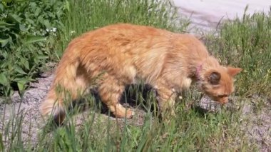 Pembe yakalı kızıl bir kedi güneşli bir günde uzun otların arasında yürüyor, etrafı kokluyor ve keşfediyor.