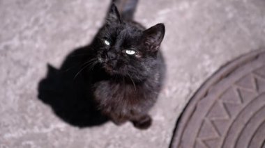 Siyah bir kedi rögar kapağının yanında oturuyor, parlak yeşil gözleri merakla kameraya bakıyor. Kentsel ortam ve kedi merakının büyüleyici bir karışımı..