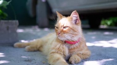 Tüylü kızıl bir kedi çiçek saksısının yanında uzanır ve gölgede huzurlu bir anın tadını çıkarır.