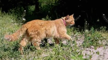 Pembe yakalı kızıl bir kedi, güneşli bir günde çimenli bir günü keşfetmek için toprak bir yolda yürüyor. Bu görüntüler özgürlük ve macera hissi uyandırıyor..
