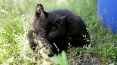 Siyah bir kedi, kedi hijyenine bir vasiyet olarak arka bacağını çimlerin arasına yerleştirirken özenle tımar eder. Bu sakin sahne kedilerin günlük ritüelinin özünü temsil ediyor..