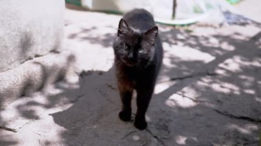 Siyah bir kedi, bir ağacın benekli gölgesinde dikilir. Gözleri kamerada sabittir. Doğal ortamdaki kedi merakının büyüleyici bir görüntüsü..