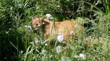Pembe yakalı kızıl bir kedi uzun otların ve beyaz çiçeklerin arasında kendini tımar eder, sonra kalkar ve uzaklaşır, yaz bahçesini keşfederek.