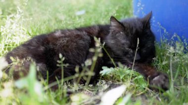Siyah bir kedi mavi bir fıçının yakınındaki çimlerde huzur içinde tımarlanır ve dışarıda sakin bir anın tadını çıkarır..