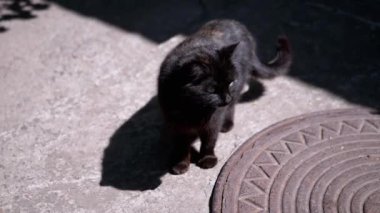 Deşici yeşil gözlü bir kara kedi dışarıda duruyor, kaldırımın kenarındaki rögar kapağına gölge düşürüyor, gizem ve bağımsızlık duygusunu resmediyor..