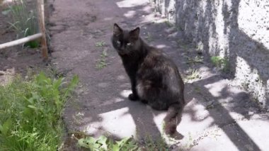Siyah bir kedi, duvarın yanındaki beton bir yolda, güneşin tadını çıkararak huzur içinde oturur. Çitteki gölgeler ilginç bir model oluşturuyor. Yeşil çimenler ve bitkiler barışçıl atmosfere ekleniyor