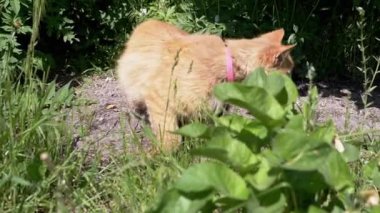 Kızıl bir kedi, yemyeşil bahçeyi keşfetmek için güneşli bir günün tadını çıkarır. Neşeli merakı dingin ortama biraz cazibe katıyor..