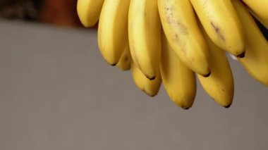 Bir grup olgun muz gri arka planda asılı duruyor. Bu statik yakın plan, canlı sarı renklerini ve benekli derilerini sergiliyor..