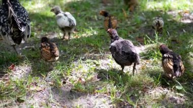 Bir tavuk ve yavruları güneşli bir günde çimenli bir bölgeyi keşfederek hayat ve cazibeyle dolu iç açıcı kırsal bir manzara yaratırlar..