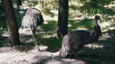 Ormanda iki devekuşu, biri ayakta, diğeri oturuyor, sakinliğini iletiyor ve bu büyüleyici kuşların benzersiz özelliklerini sergiliyor. Doğa projeleri için görüntü mükemmel