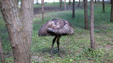 Bir devekuşu tüylerini doğal huzuru somutlaştıran sakin bir orman ortamında sergiler. Yumuşak ışık ağaçların arasından süzülür ve emus tüylerini aydınlatır..