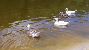 Beyaz ve gri ördekler bir göletin pürüzsüz yüzeyinde sakince süzülür ve doğanın en güzel atmosferini yaratır..