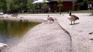 Güneşli bir günde göl kenarında Kanada kazları ve beyaz önlü kazlar. Çeşitli kuş yaşamlarıyla sakin doğal bir sahne. Yaz sükunetinin ve vahşi yaşamın mükemmel bir tasviri..
