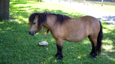 Kahverengi Shetland midillisi sakince yeşil bir parkta duruyor, huzur ve sükunet hissi uyandırıyor. Hayvan, doğa ve vahşi yaşam temaları için ideal. Bu video çöp atma ile ilgili sorunları vurgular.