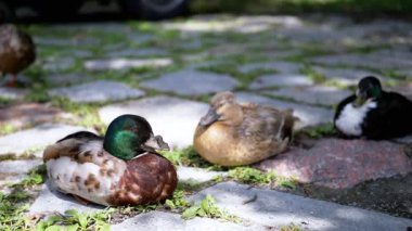 Üç ördek parkta dinleniyor, ikisi huzur içinde uyuyor. Uzakta bir araba park edilmiş, arkasında çimenlik, ağaçlık bir alan var. Yaz titreşimleri, doğa, rahatlama veya kentsel projeler için idealdir.