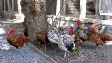 Ağaç ve kafesin yanındaki zemini gagalayan tavuk ve horoz sürüsü. Çiftlik hayatı, kümes hayvanı yetiştirme ve kırsal bölgelerin cazibesi..