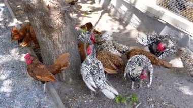 Mille Fleur çizmeli haydutlar ve Sebright tavukları bir ağacın gölgesinde toplanıyor. Çiftlik hayatı kavramları, serbest kümes hayvanları ya da arka bahçe tavukları..