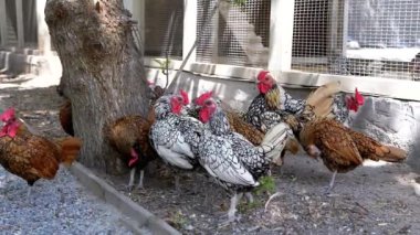 Kümesin yakınındaki bir ağacın yanında çeşitli tavuklar güneş ışığında güneşleniyorlar. Çiftlik hayatının resimli bir manzarası. Renkli tüyleri kırsal alana enerji katıyor..