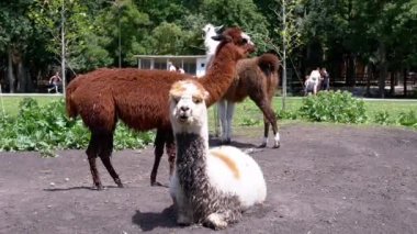 Diğerleri yakınlarda dururken, bir lama yerde dinlenir. Huzurlu sahne doğanın ve sükunetin özünü yakalar..