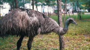 Şehir parkında bir devekuşu ağaçla etkileşime girer ve vahşi yaşamın uygunluğunu gösterir. Yumuşak, sessiz renkler, huzurlu bir birlikteliği vurguluyor..
