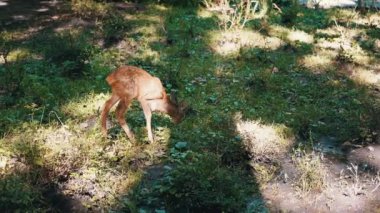 Küçük bir yavru ormanda çimen yer, güneş ışığı ve gölgelerle lekelenmiş, doğada huzurlu bir an.