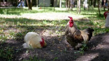 Bir horoz, yemyeşil yemyeşil ve gün içinde eğlenen insanların bulanık figürleriyle çevrili bir park ortamında yeri gagalar. Kentsel yaban hayatı, doğa ve çiftlik davranışları üzerine projeler için ideal.