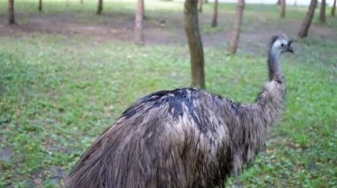 Bir devekuşu parkta hareketsiz durur, tüyleri hafifçe kabarır. Huzurlu atmosfer, doğada huzurlu bir an olduğunu gösteriyor..