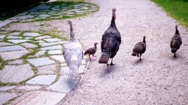 Bir hindi ailesi, bu büyüleyici kuşların çeşitli tüylerini sergileyerek çakıllı bir yolda yürüyor. Bu sakin sahne doğanın sükunetini yakalar..