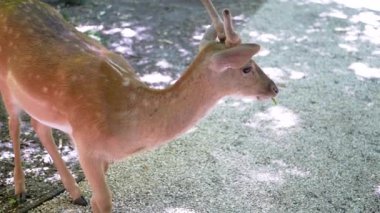 Genç bir geyik ağaçların gölgesinde duruyor, yaprak çiğniyor ve yan tarafa bakıyor. Çerçevede bir çakıl yolu görülebilir. Bu doğanın huzur ve sükunetini sembolize eder..