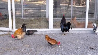 Çeşitli tavuklar ve horozlar, çeşitli tüyler sergilenen tüyler, kaplamalarının içindeki zemini gagalayın. Bu canlı sahne, bu sıradan çiftlik kuşlarının günlük aktivitelerini yakalıyor..