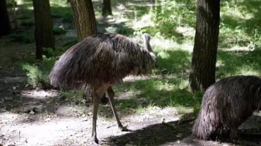 İki emus, güneşli bir orman yolunda ilerler, tüyleri hafif bir esintiyle dalgalanır. Doğal ortamında sakin bir vahşi yaşam manzarası..