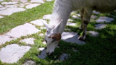 Parktaki çimlerde otlayan bir lama 'nın yakın çekimi. Taş patika kırsal bir dokunuş ekliyor. Bu klip, doğayla bir bağ ve sakinlik hissi uyandırıyor..
