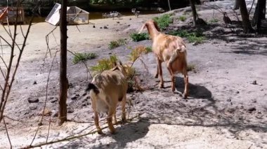 İki keçi çimenlerde otluyor, sırtı kameraya dönük. Arka planda ördekler, bir gölet ve ahşap bir yapı var. Bu, huzurlu kırsal yaşamı ve hayvan bakımını simgeliyor..