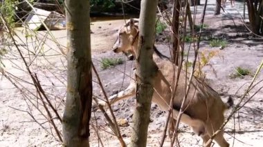 Bir keçi arka ayakları üzerinde duruyor, ağaçtan yapraklar yemek için uzanıyor. Sonra ağaçtan itiyor ve dört ayak üstüne geri dönüyor, kırsal alanda doğal hayvan davranışları sergiliyor..
